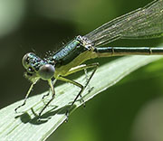 Damselfly